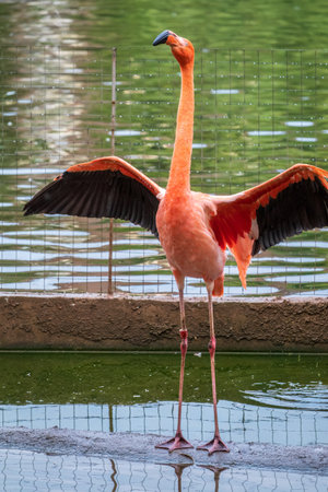 The American flamingo Phoenicopterus ruber standing in water on lake shore. It is a large species of flamingoの写真素材