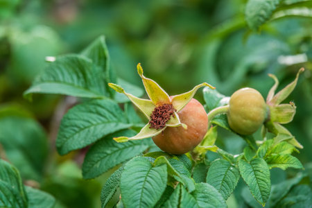 Autumn or summer nature background with rose hips branches in the sunset light. The rose hip or rosehip, also called rose haw, is the accessory fruit of the rose plant.の写真素材