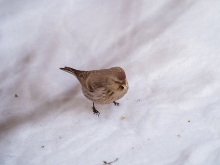 Common redpoll female, cute bird with bright red patch on its forehead sits on white snow in sunny spring day. Acanthis flammea femaleの写真素材