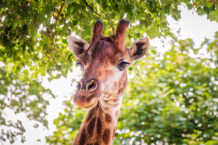 Close-up giraffe head on green leaves background. Giraffes head against green tree. Giraffe portrait, close upの写真素材