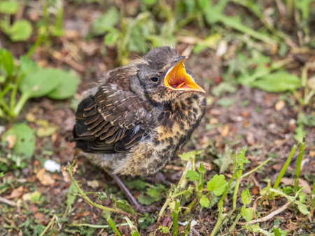 A fieldfare chick, Turdus pilaris, has left the nest and sitting on the spring lawn. A fieldfare chick sits on the ground and waits for food from its parents. Wildlife scene from spring forest.の写真素材