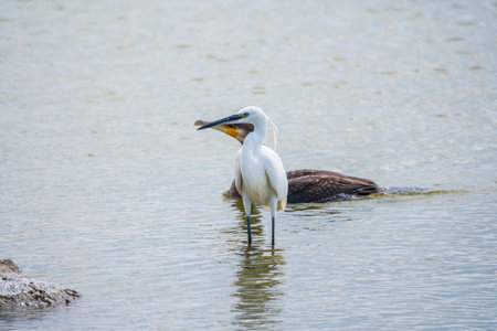The small white heron or Little egret stands in the lake. Small White Heron, lat. Egretta garzetta,...
