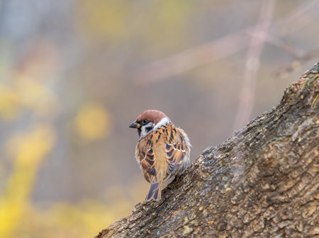 Sparrow sits on tree trunk on autumn yellow backgroundの写真素材