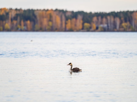 The waterfowl bird Great Crested Grebe swimming in the calm lake. The great crested grebe, Podiceps...