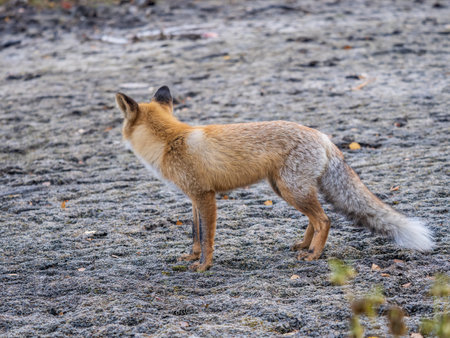 The red fox Vulpes vulpes walks along a path in autumn forest.の写真素材