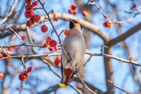 Bohemian waxwing sitting on a wild apple tree in winter or early spring day. The waxwing, a beautiful tufted bird eats red wild apples in winter. wild bird. Latin name Bombycilla garrulusの写真素材
