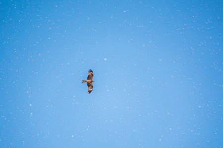 The bird of prey Black Kite flying in blue Sky in winter snowfall. The black kite, Milvus migrans, is a medium-sized bird of prey.の写真素材
