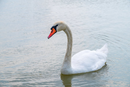 Graceful white Swan swimming in the lake, swans in the wild. Portrait of a white swan swimming on a lake. The mute swan, latin name Cygnus olor.の写真素材