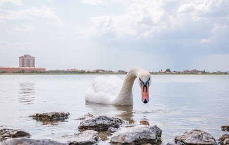 Graceful white Swan swimming in the lake, swans in the wild. Portrait of a white swan swimming on a lake. The mute swan, latin name Cygnus olor.の写真素材