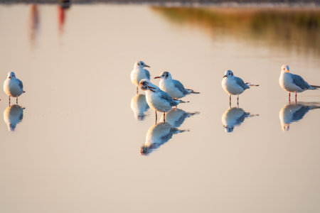 Flock of Seagulls, The European herring gull, swims on the calm lake shore in sunset. Seagulls swim and stand in the water on the lake shoreの写真素材