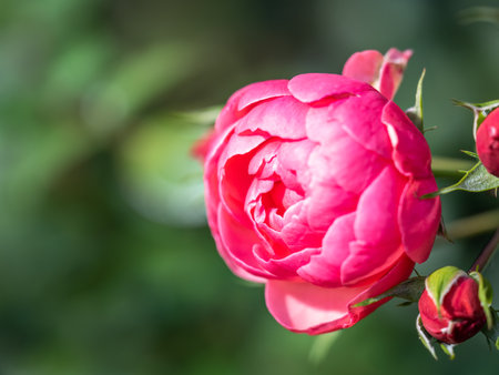 Close-up of a pink rose on green background. Rose flower on background blurry pink roses flower in the garden of roses. Nature.の写真素材