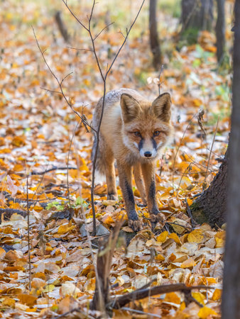 The red fox Vulpes vulpes walks along a path in autumn forest.