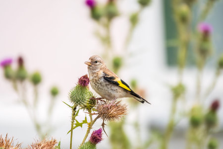 European goldfinch with juvenile plumage, feeding on the seeds of thistles. Juvenile European...