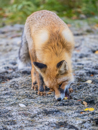The red fox Vulpes vulpes walks along a path in autumn forest.