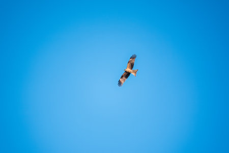 The bird of prey Black Kite flying in blue Sky. The black kite, Milvus migrans, is a medium-sized bird of prey.の写真素材