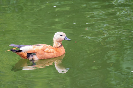 Ruddy Shelduck, or red duck, lat. Tadorna ferruginea, swimming on a lake. It is waterfowl family of ducks, similar to the common. The bird has a orange-brown plumage with a lighter head.の写真素材