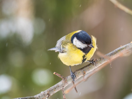 Cute bird Great tit, songbird sitting on a branch without leaves in the autumn or winter. Parus majorの写真素材
