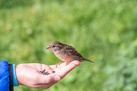 The boy feeds the birds with seeds from his hand. Sparrow eats seeds from the boy's hand The Sparrow sits on boy's hand.の写真素材