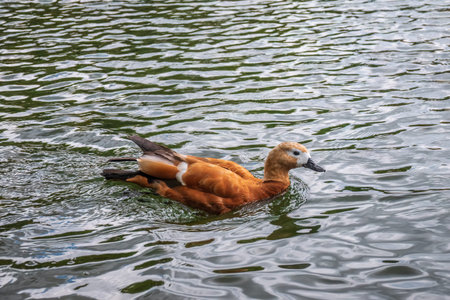 Ruddy Shelduck, or red duck, lat. Tadorna ferruginea, swimming on a lake. It is waterfowl family of...