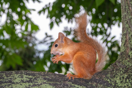 Young Squirrel sits on tree in summer. Beautiful and red-haired young squirrel sits on a tree branch...