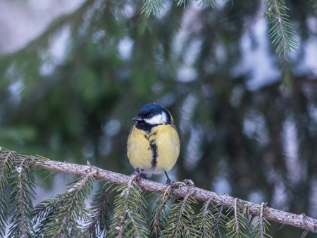 Cute bird Great tit, songbird sitting on the fir branch with snow in winter. Parus majorの写真素材