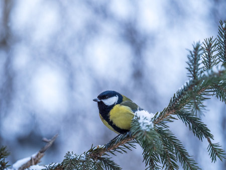 Cute bird Great tit, songbird sitting on the fir branch with snow in winter. Parus majorの写真素材