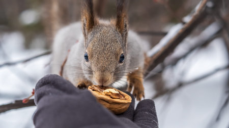 The squirrel with nut sits on tree in the winter or late autumn. Eurasian red squirrel, Sciurus vulgaris.の写真素材