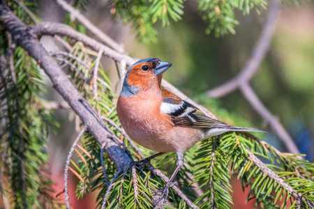 Common chaffinch sits on a branch in spring on green background. Beautiful songbird Common chaffinch...