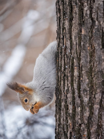 A squirrel sits upside down on a tree in winter and eats a nut. Eurasian red squirrel, Sciurus...
