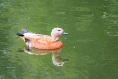 Ruddy Shelduck, or red duck, lat. Tadorna ferruginea, swimming on a lake. It is waterfowl family of...