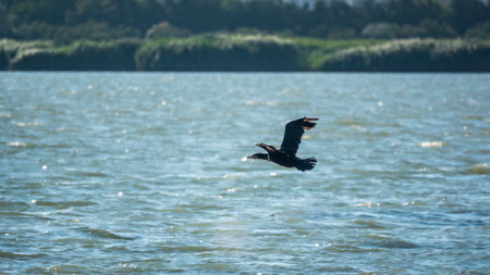 Black Cormorant flying in blue sky. The great cormorant, Phalacrocorax carbo, known as the great black cormorant, or the black shag.の写真素材