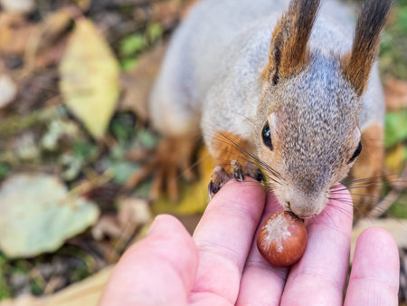A squirrel in the autumn eats nuts from a human hand. Eurasian red squirrel, Sciurus vulgaris.の写真素材