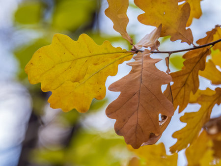 Oak branches with yellow leaves in autumn park. Bright yellow and orange autumn leaves of oak tree.