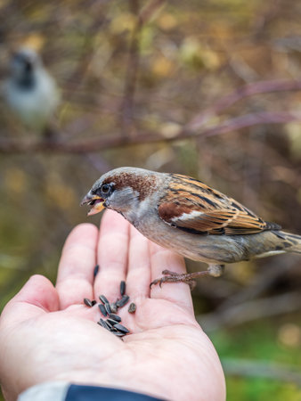 Sparrow eats seeds from a man's hand. A Sparrow bird sitting on the hand and eating nuts.の写真素材