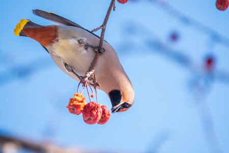 Bohemian Waxwing sitting on the bush and feeding on wild red apples in winter or early spring time. wild bird. Latin name Bombycilla garrulusの写真素材