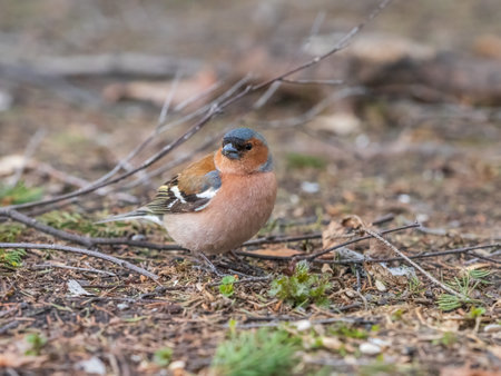 Common chaffinch sits on a green lawn in spring. Beautiful songbird Common chaffinch in wildlife. The common chaffinch or simply the chaffinch, latin name Fringilla coelebs.の写真素材