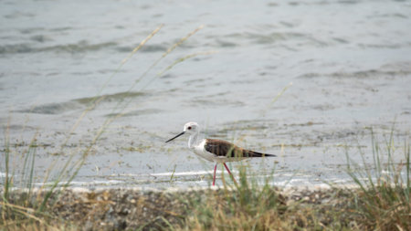 cute water bird. Black winged Stilt. Colorful nature habitat background. Black winged Stilt, or or...