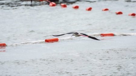 Water bird black-winged stilt flying in the blue sky. The black-winged stilt, lat. Himantopus...