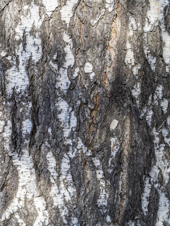 Birch bark texture. The texture of the birch bark. Birch bark background. Birch tree trunk, Betula...