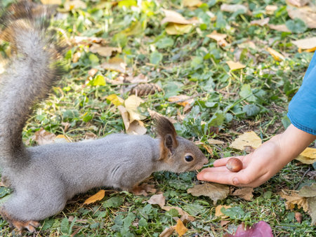 A squirrel in the autumn eats nuts from a human hand. Eurasian red squirrel, Sciurus vulgaris.の写真素材