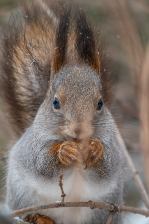 The squirrel with nut sits on tree in the winter or late autumn. Portrait of the squirrel close-up. Eurasian red squirrel, Sciurus vulgaris.の写真素材