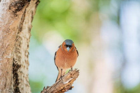 Common chaffinch sits on a tree. Beautiful songbird Common chaffinch in wildlife. The common...