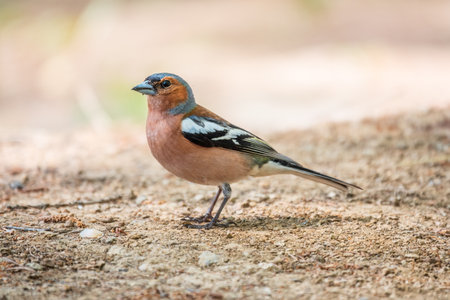 The common chaffinch, Fringilla coelebs, sits on the ground in spring. Beautiful forest bird Common chaffinch in wildlife. The common chaffinch or simply the chaffinch, latin name Fringilla coelebs.の写真素材