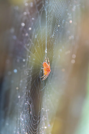Spider on a spider web with blurred background. Spider in a Webの写真素材