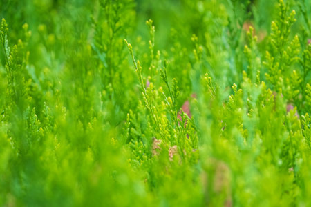 Green branches and young leaves of a thuja tree. Background image.