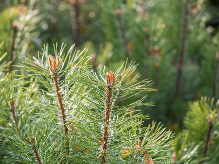Green small pine trees with fresh shoots in spring or summer. Dense thickets of stunted pines with...