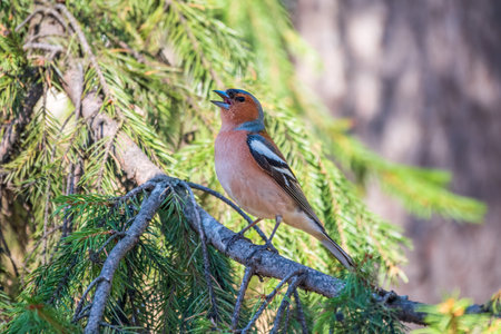 Common chaffinch sits on a branch in spring on green background. Beautiful songbird Common chaffinch in wildlife. The common chaffinch or simply the chaffinch, latin name Fringilla coelebs.の写真素材