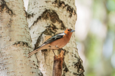 Common chaffinch sits on a tree. Beautiful songbird Common chaffinch in wildlife. The common chaffinch or simply the chaffinch, latin name Fringilla coelebs.の写真素材