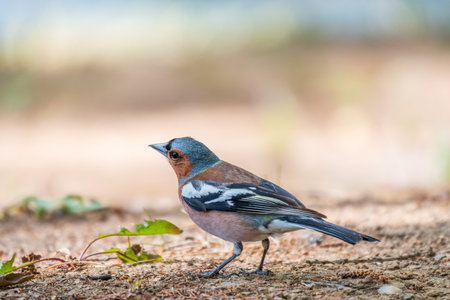 The common chaffinch, Fringilla coelebs, sits on the ground in spring. Beautiful forest bird Common chaffinch in wildlife. The common chaffinch or simply the chaffinch, latin name Fringilla coelebs.の写真素材