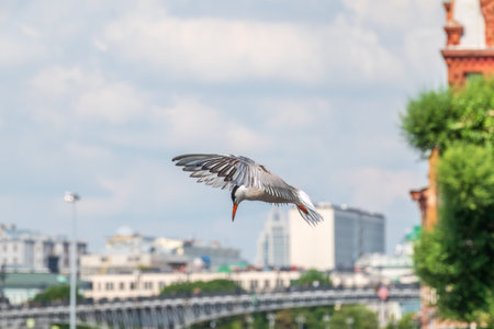 Common Tern, Sterna hirundo, in flight. White seagull in flight against a blue sky